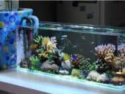 Murah Meriah, Ini Inspirasi Hiasan Aquarium Cantik dan Modern!