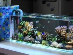 Murah Meriah, Ini Inspirasi Hiasan Aquarium Cantik dan Modern!