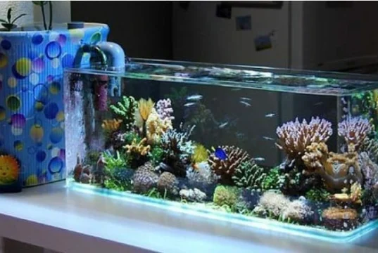 Murah Meriah, Ini Inspirasi Hiasan Aquarium Cantik dan Modern!