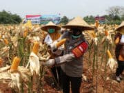 Kapolresta Tangerang Bersama Forkopimda Panen Raya Jagung Hibrida dan Ikan Lele