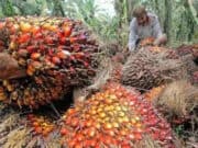 Harga Sawit Masih Terpuruk, Petani Menjerit Harga Pupuk Meroket Tajam