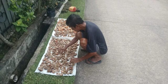 Petani menjerit harga pinang di Jambi sekarang hanya Rp 5.000/kilo, dari sebelumnya Rp 14.000/kilo.