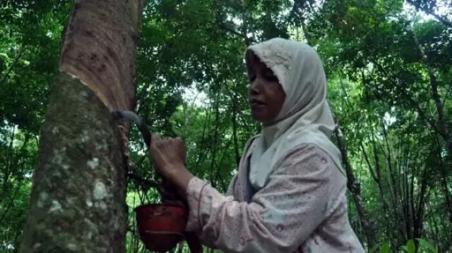 Petani karet Jambi semakin tertekan karena anjloknya harga karet yang cukup rendah ke lavel Rp 5.000/kilogram.