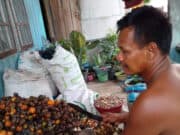 Harga pinang di Jambi terus anjlok, dan kondisi ini pukulan berat petani pinang di Jambi.
