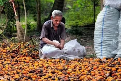 Harga pinang kering di Jambi terpuruk, dan sekarang hanya dihargai Rp 5.000/kilogram