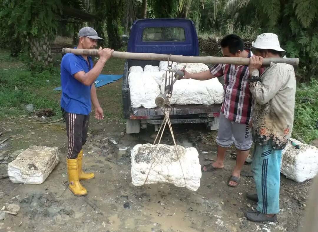 Lesu, petani karet di Jambi lesu harga karet hanya Rp 5.000/kilo