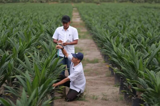 Realisasi PSR PalmCo Lampaui Target, Bukti Serius Transformasi Perkebunan Sawit Rakyat
