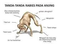Sehari Tiga Kasus Gigitan Anjing Rabies Terjadi Di Kecamatan Langke Rembong Kabupaten Manggarai NTT