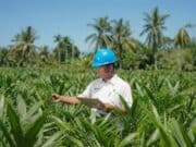 Akselerasi Peremajaan Sawit Rakyat, PTPN IV PalmCo Salurkan 6 Juta Bibit Unggul