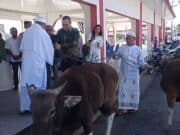 Berbagi Di Momen Idul Adha 1447 H, Pemkab Manggarai Serahkan Satu Ekor Sapi Kurban Bagi Umat Muslim Di Kota Ruteng