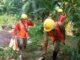 Pelaksanaan Proyek Turap di Bojong Nangka Sudah Sesuai Prosedur, LipanHam: Kritik Harus Sesuai Fakta Pelaksanaan Proyek Turap di Bojong Nangka Sudah Sesuai Prosedur, LipanHam : Kritik Harus Sesuai Fakta
